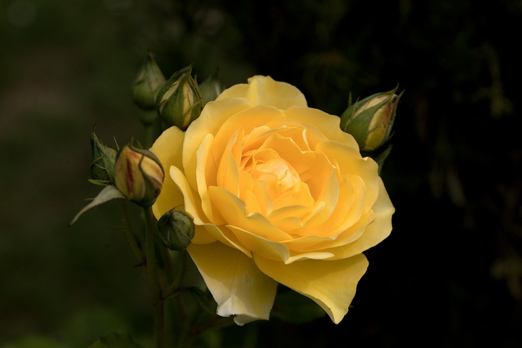 rode rozen roos rosa flora natuur bloem bloemen cultivars cultivar fleurop rosaceae tuin rozentuin valentijn valentijsdag romantiek liefde merci